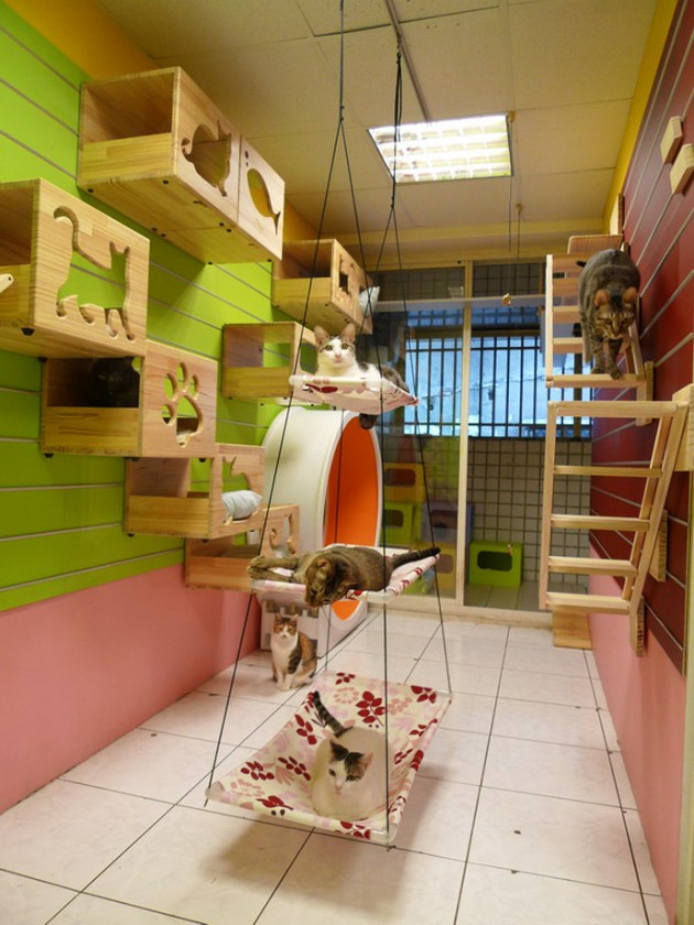 Catswall - A Modular Cat Climbing Wall Perfect for You Pet