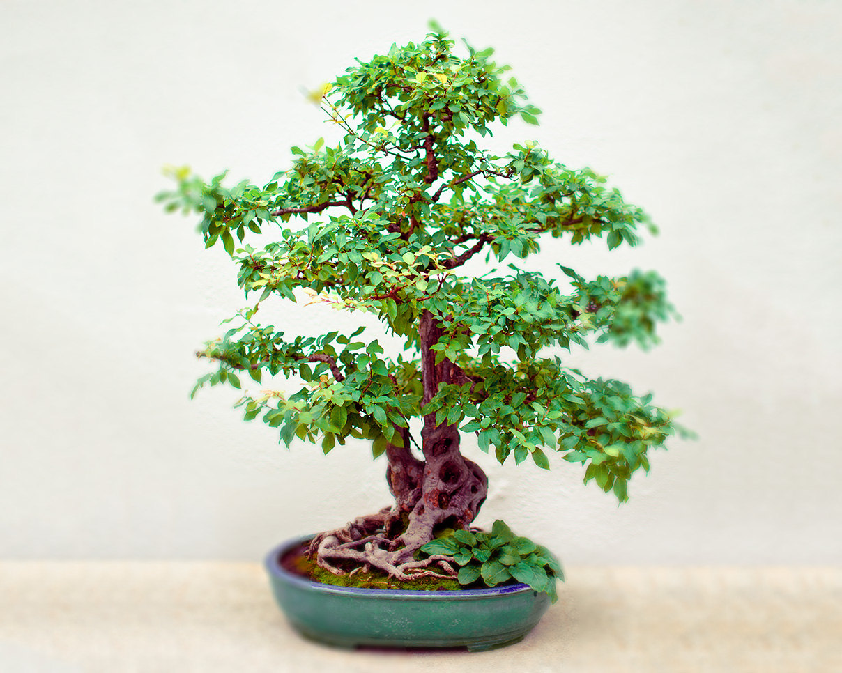 20 Enchanting Miniature Bonsai Decoration Ideas