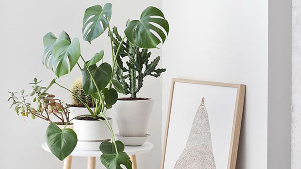 Decorate With The Monstera Leaf