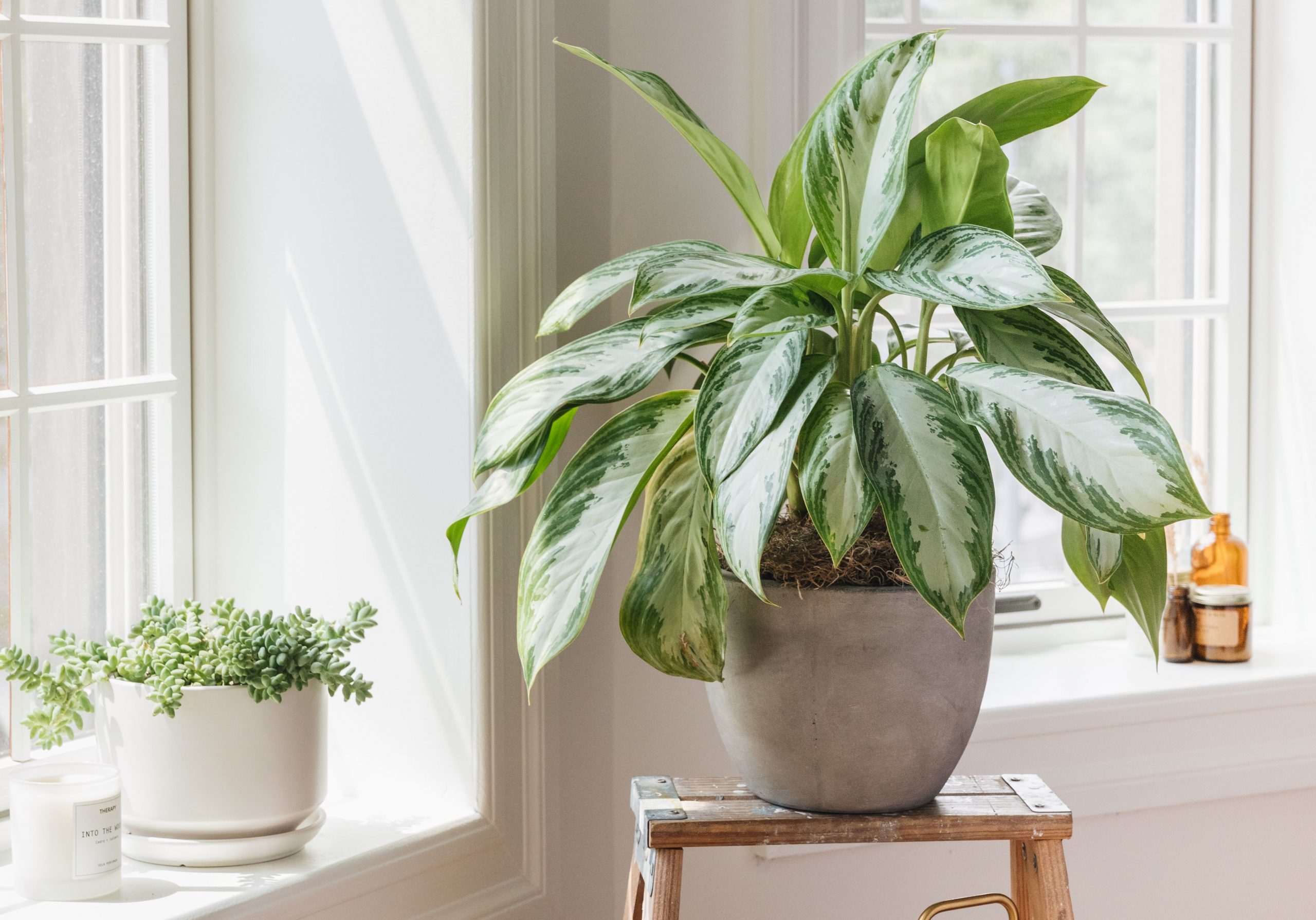 how-to-decide-how-much-sunlight-your-houseplants-need