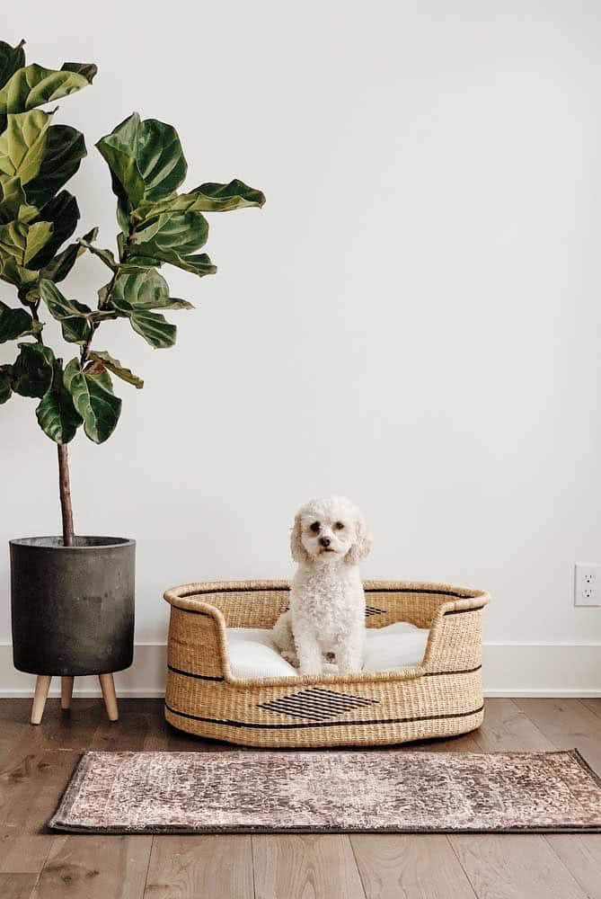 How To Choose The Ideal Dog Bed