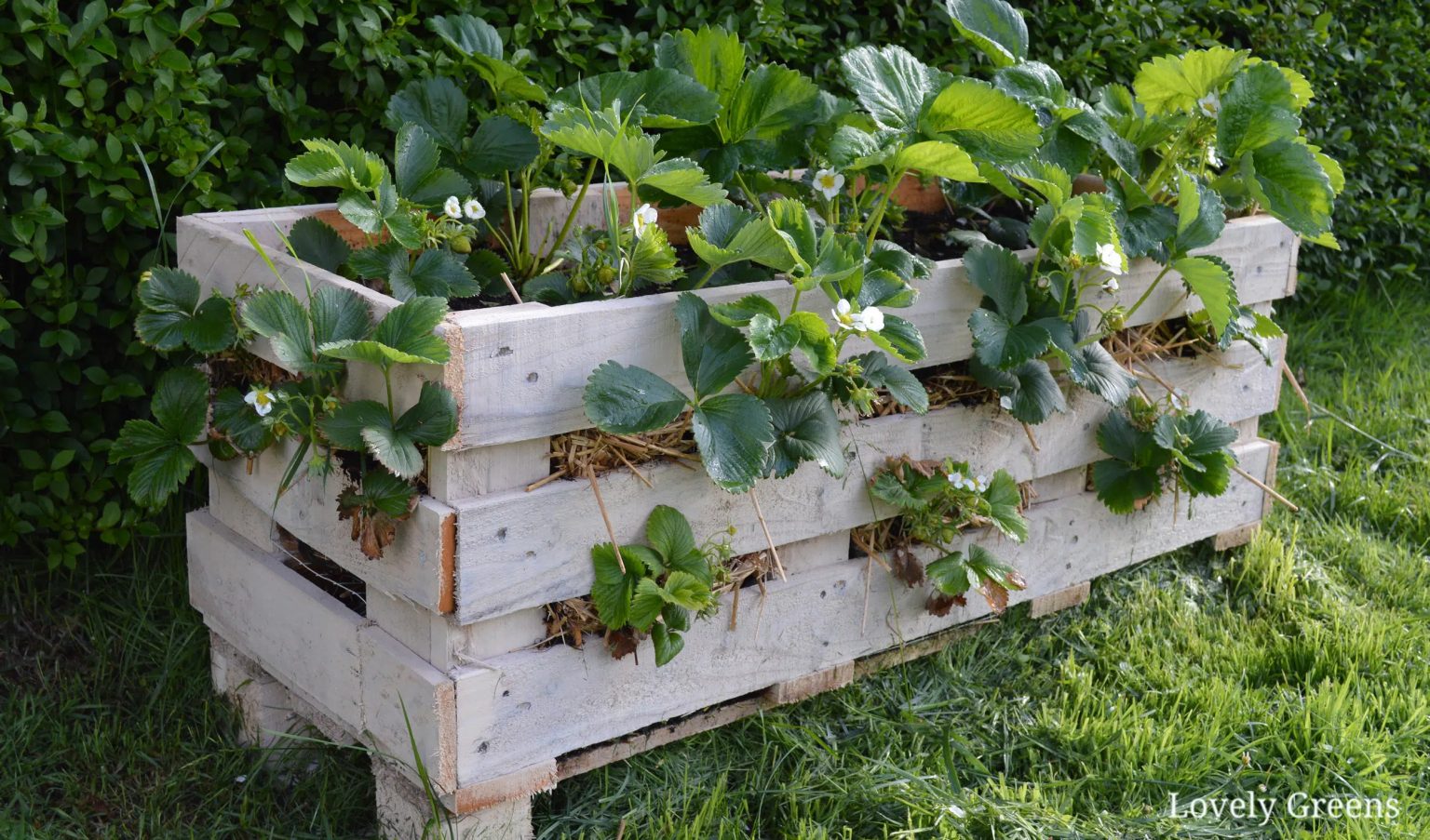 15 DIY Strawberry Planter Ideas To Grow Your Fresh Summer Delights